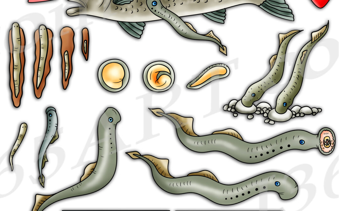 Lamprey Life Cycle Clipart Set Download