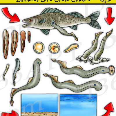 Lamprey Life Cycle Clipart