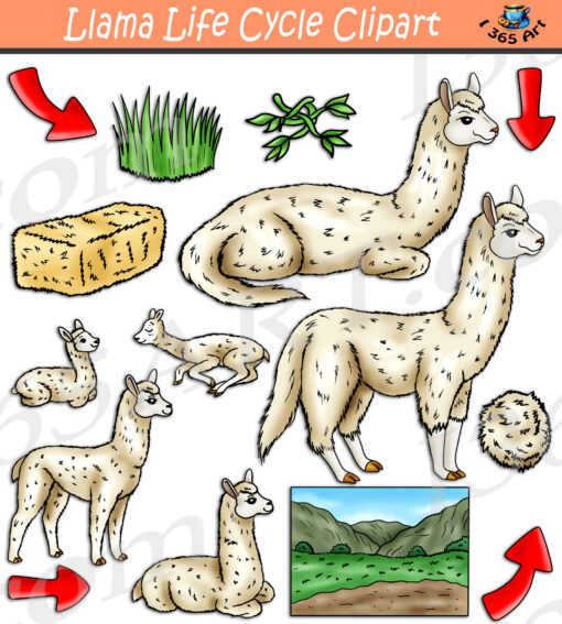 Llama Life Cycle Clipart
