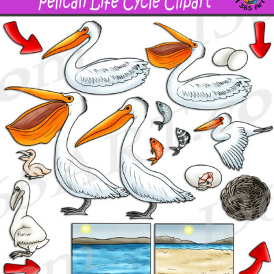 Pelican Life Cycle Clipart