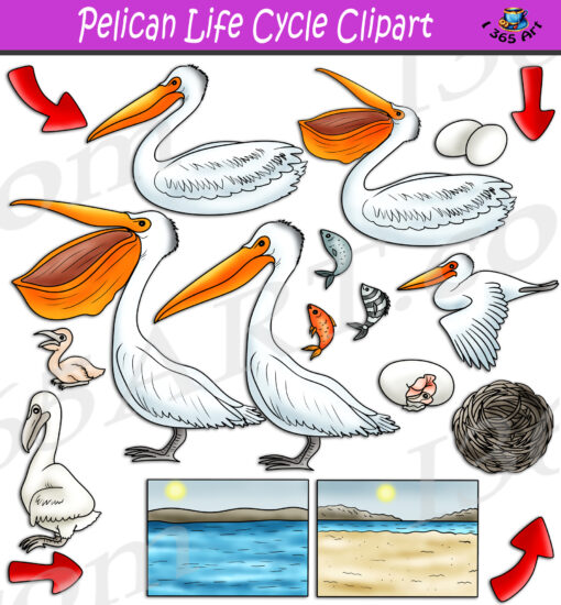 Pelican Life Cycle Clipart