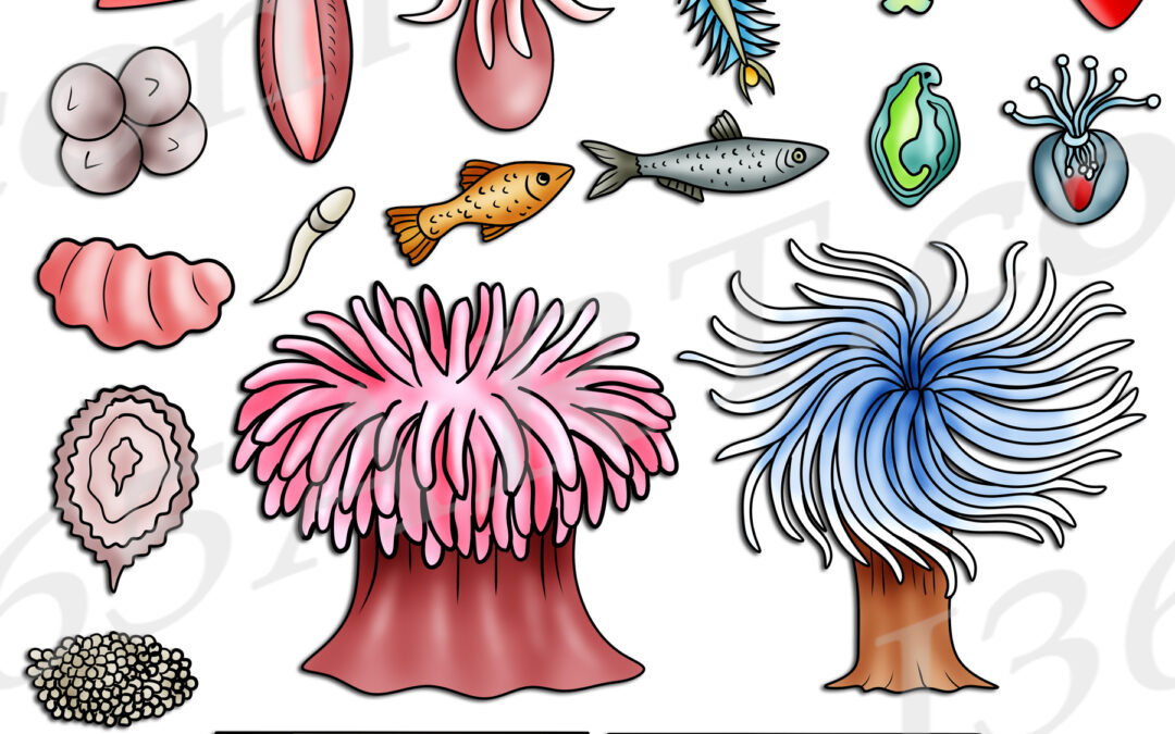 Sea Anemone Life Cycle Clipart Set Download