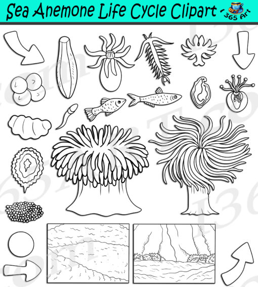 Sea Anemone Life Cycle Clipart