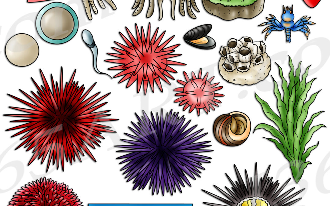Sea Urchin Life Cycle Clipart Set Download