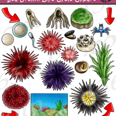 Sea Urchin Life Cycle Clipart