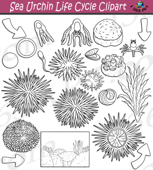 Sea Urchin Life Cycle Clipart