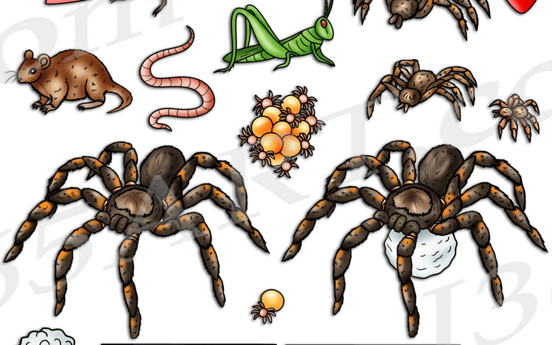 Tarantula Life Cycle Clipart Set Download