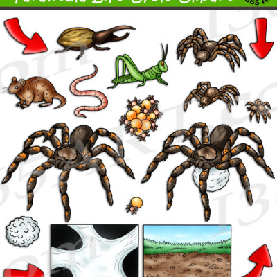 Tarantula Life Cycle Clipart