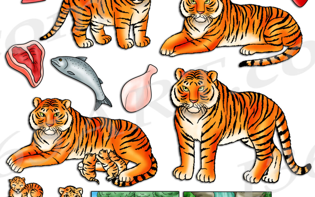 Tiger Life Cycle Clipart Set Download