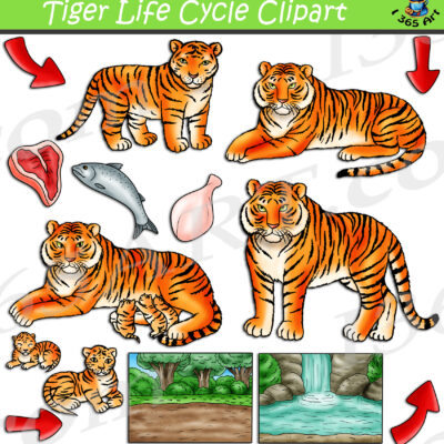 Tiger Life Cycle Clipart