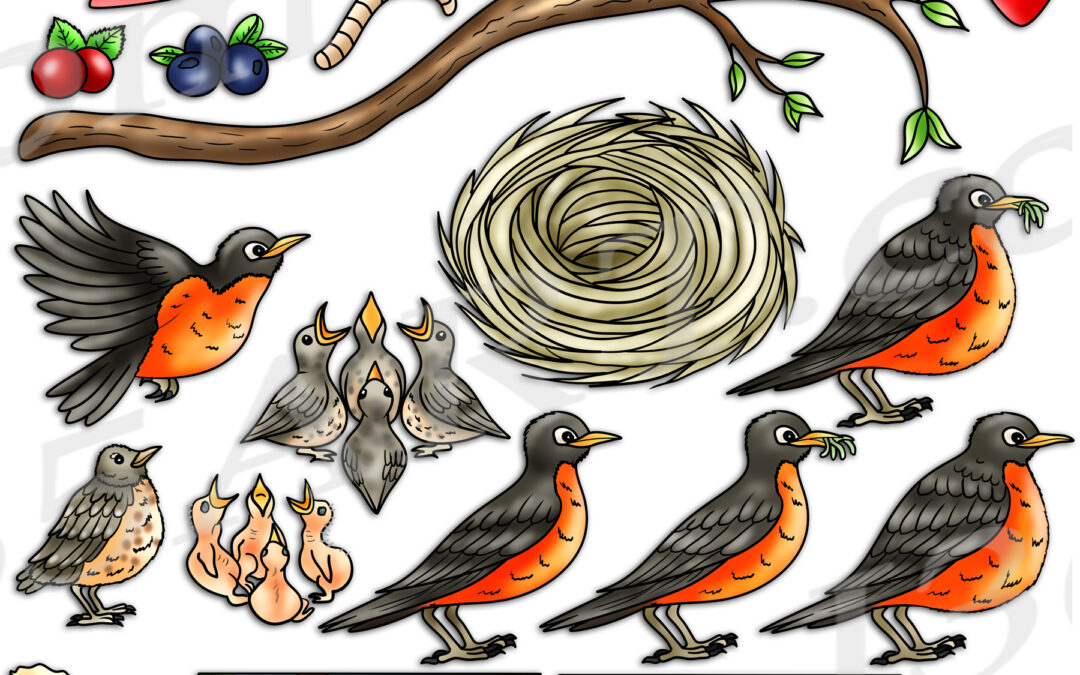 American Robin Life Cycle Clipart Set Download