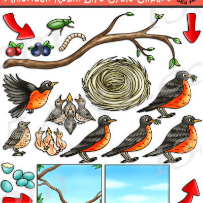 American Robin Life Cycle Clipart