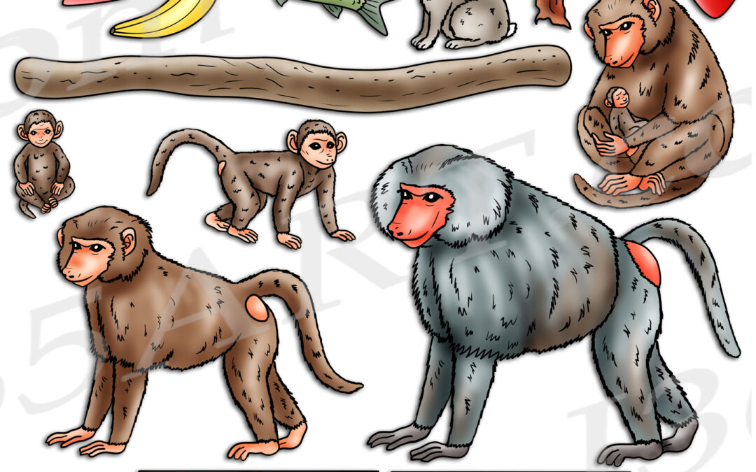 Baboon Life Cycle Clipart Set Download