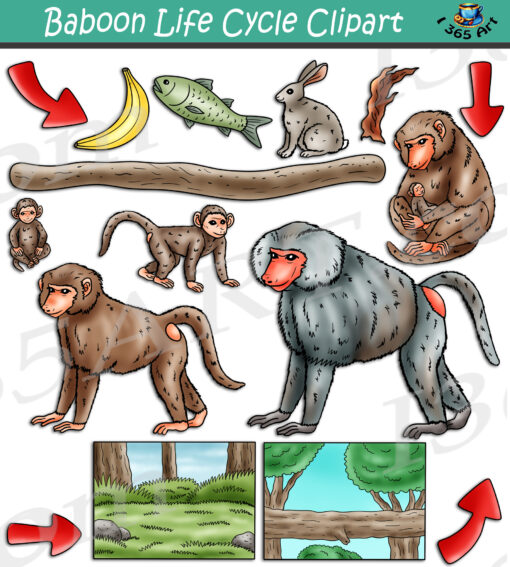 Baboon Life Cycle Clipart
