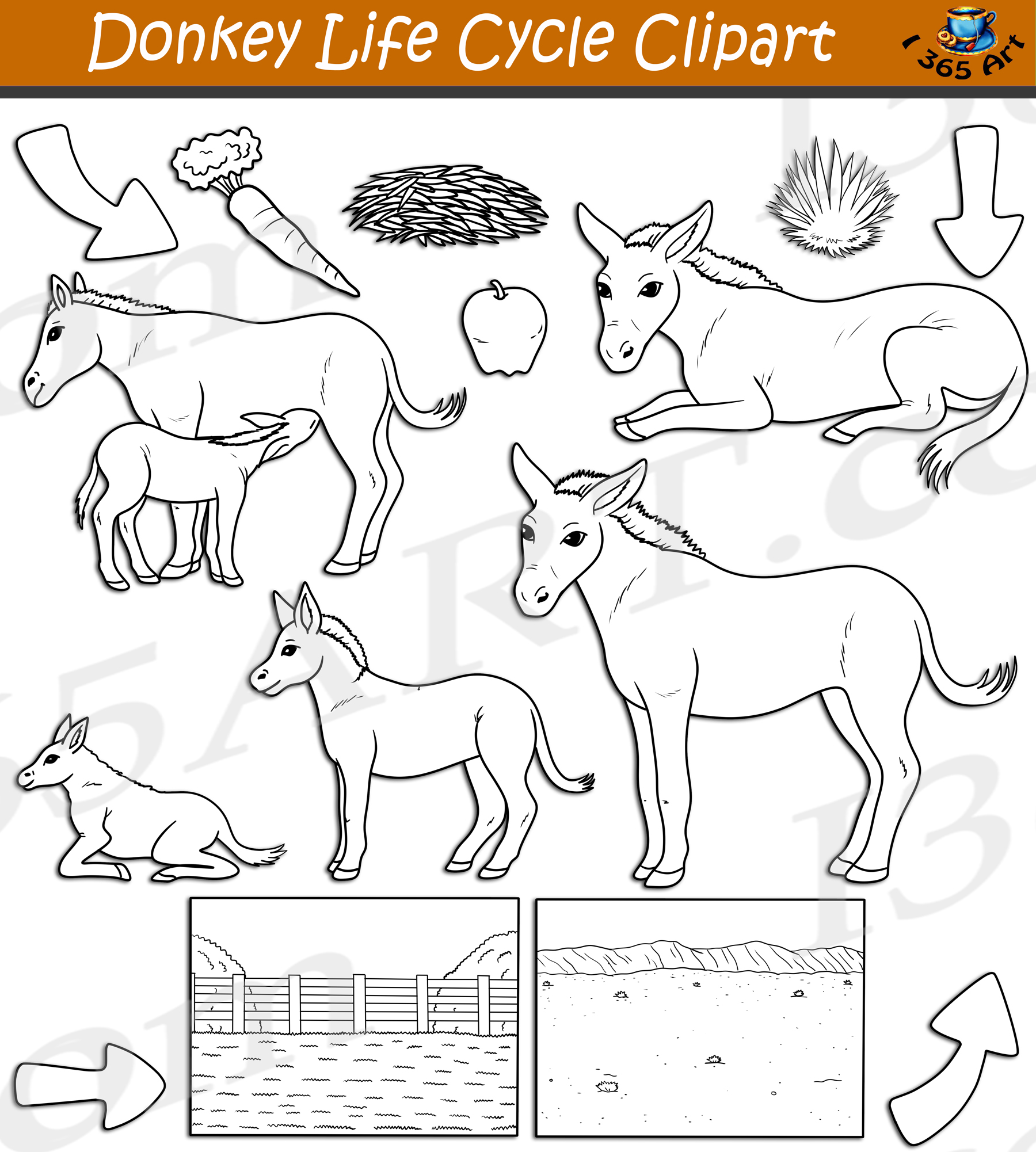 Donkey Life Cycle Clipart Set Download - Clipart 4 School
