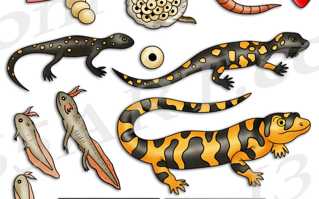 Salamander Life Cycle Clipart Set Download