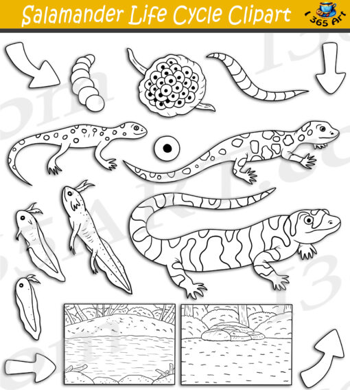 Salamander Life Cycle Clipart