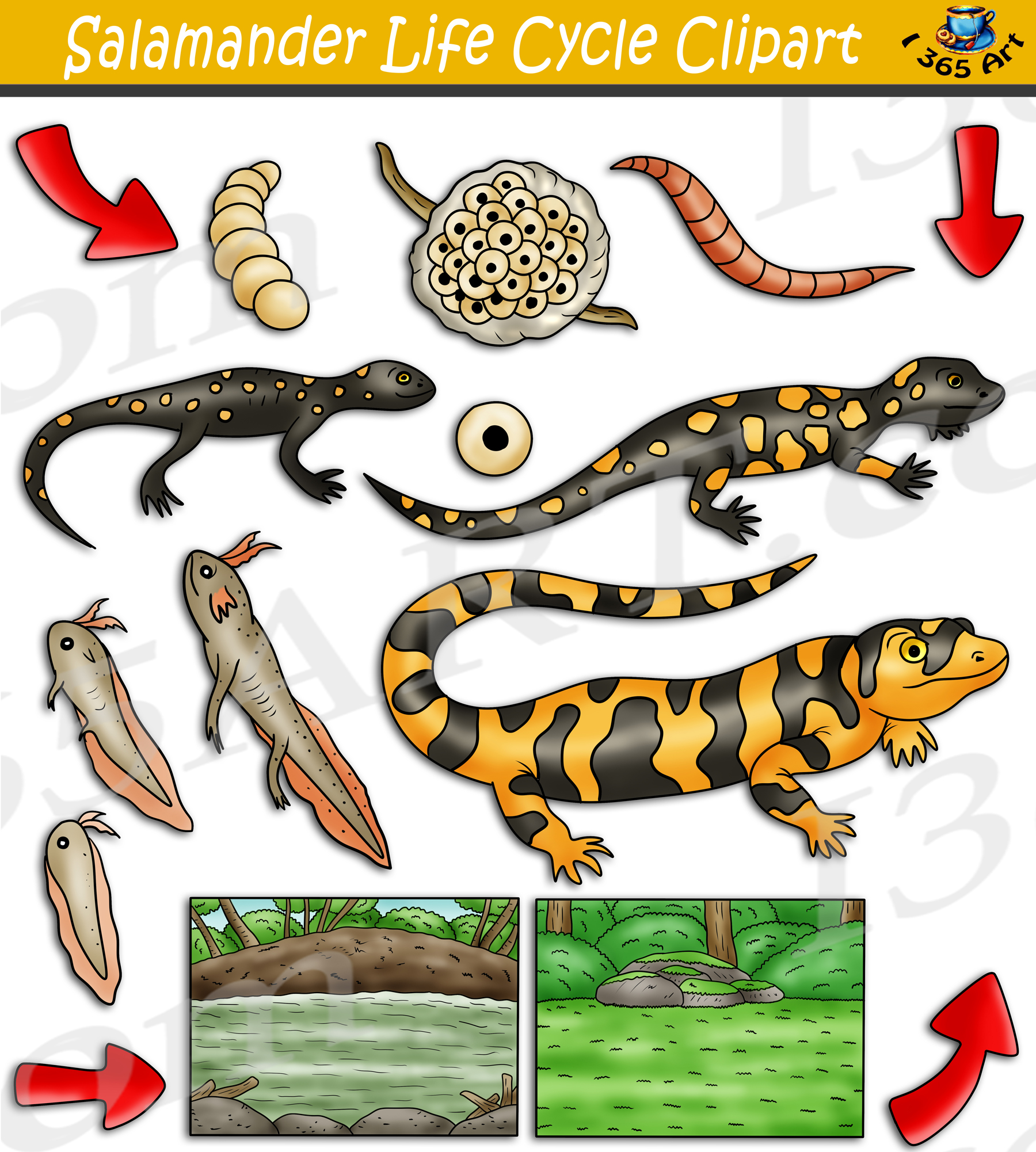 lizard life cycle