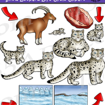 Snow Leopard Life Cycle Clipart