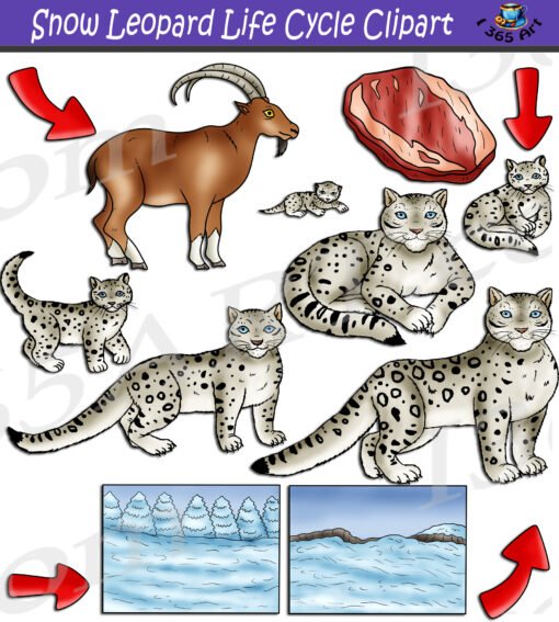 Snow Leopard Life Cycle Clipart