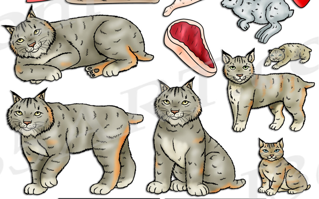 Canada Lynx Life Cycle Clipart Set Download