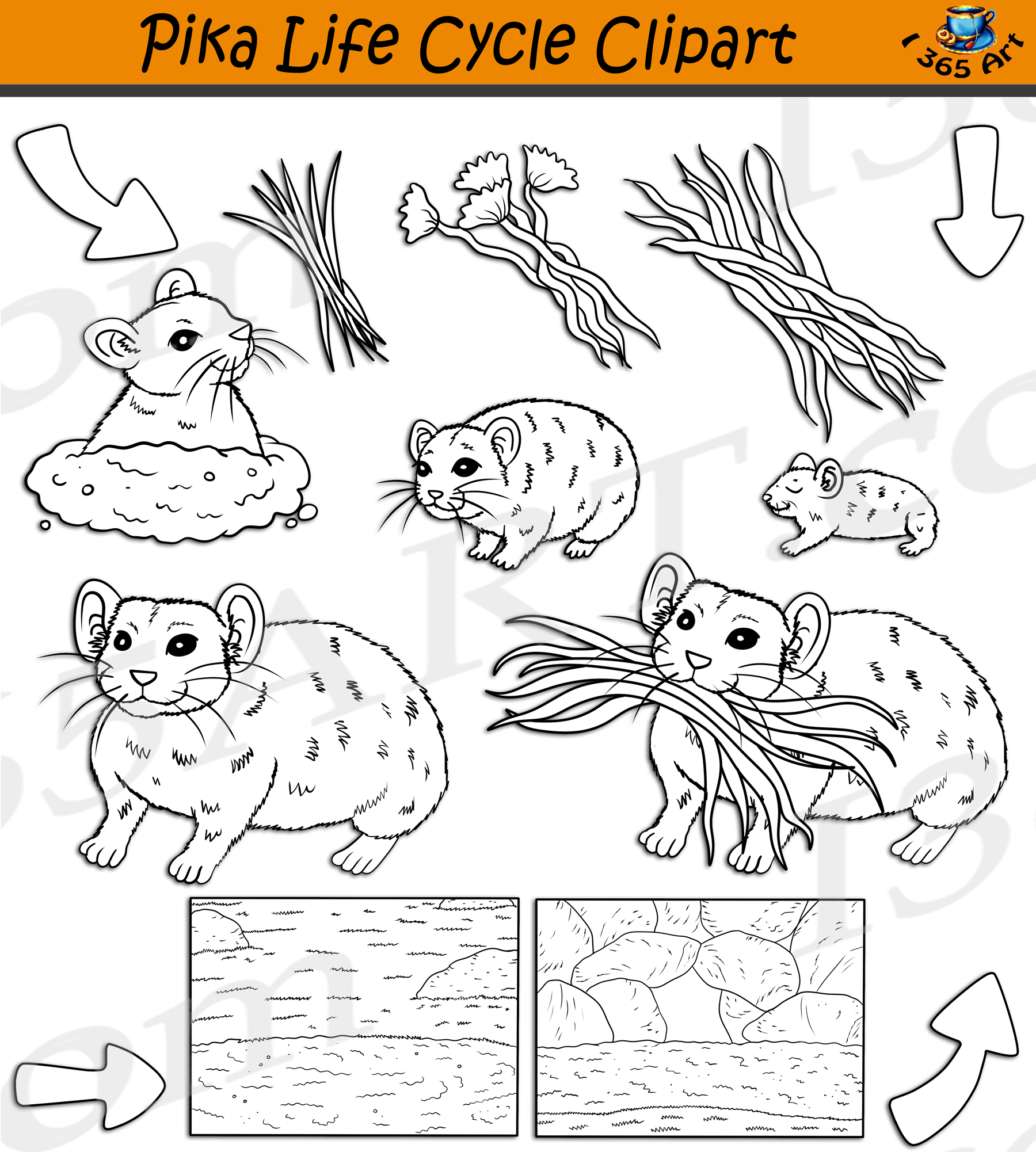 Pika Life Cycle Clipart Set Download - Clipart 4 School