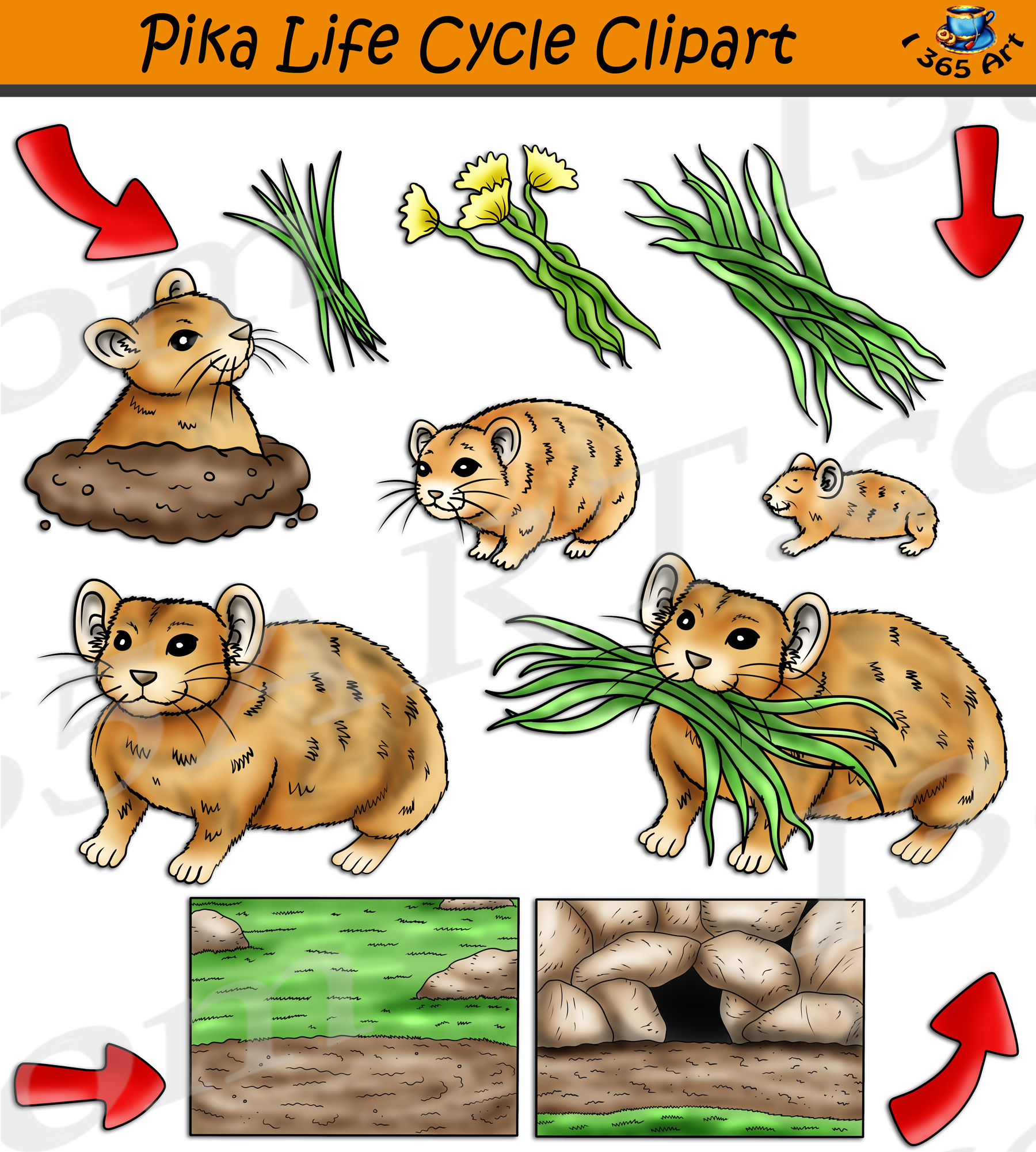 Pika Life Cycle Clipart Set Download - Clipart 4 School