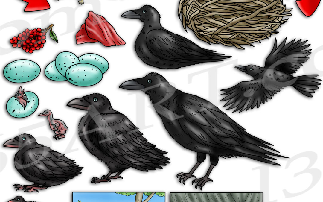 Raven Life Cycle Clipart Download