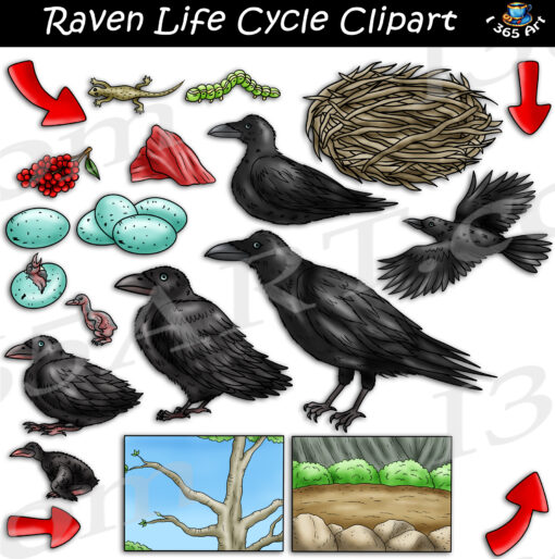 Raven Life Cycle Clipart