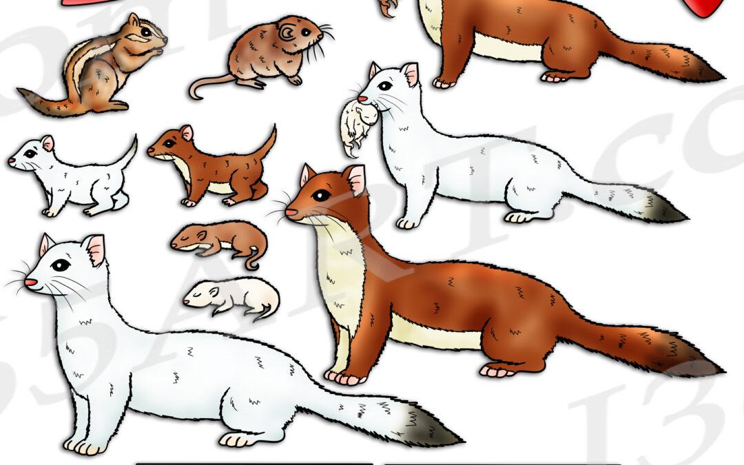 Short Tailed Weasel Life Cycle Clipart Set Download