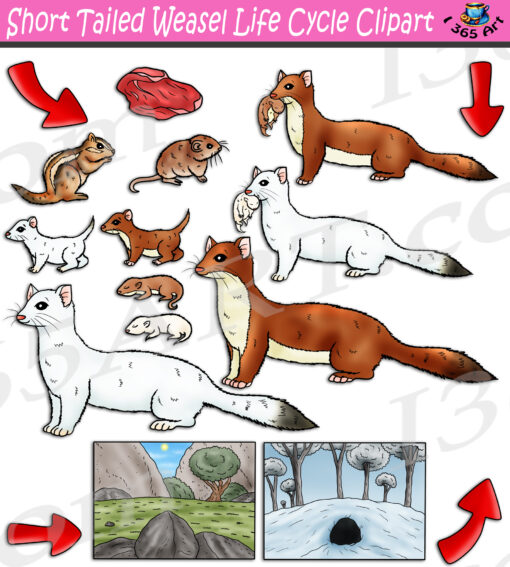Short Tailed Weasel Life Cycle Clipart