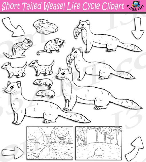 Short Tailed Weasel Life Cycle Clipart