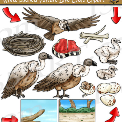 White Backed Vulture Life Cycle Clipart