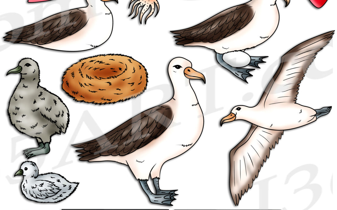 Albatross Life Cycle Clipart Download