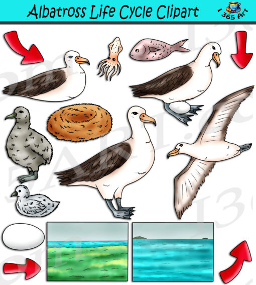 Albatross Life Cycle Clipart
