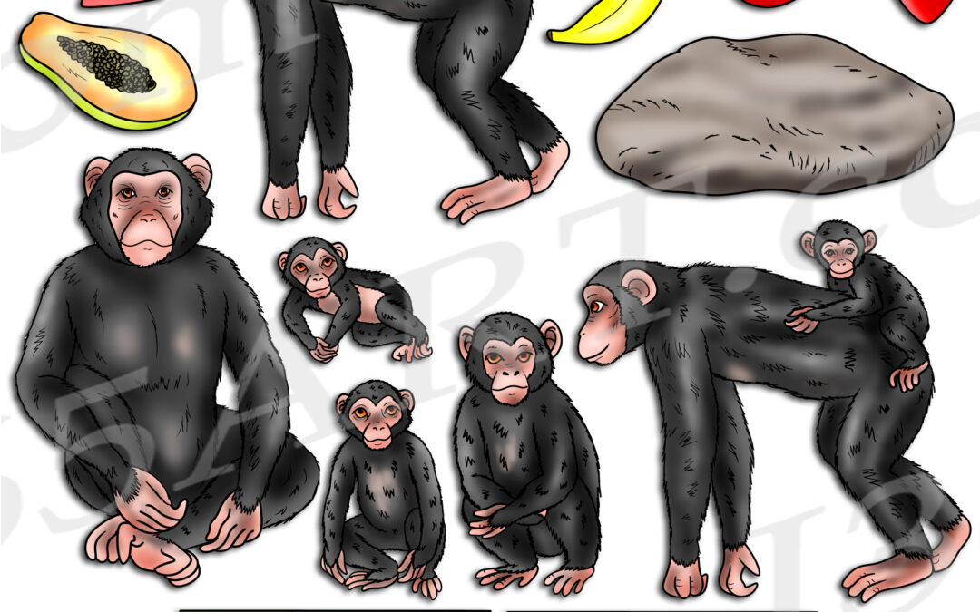 Chimpanzee Life Cycle Clipart Set Download