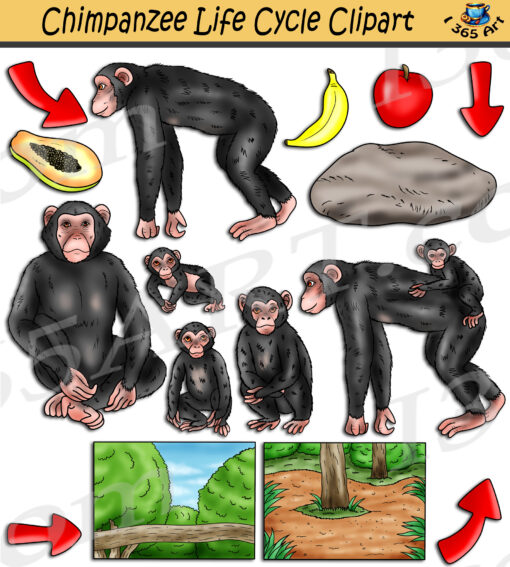 Chimpanzee Life Cycle Clipart