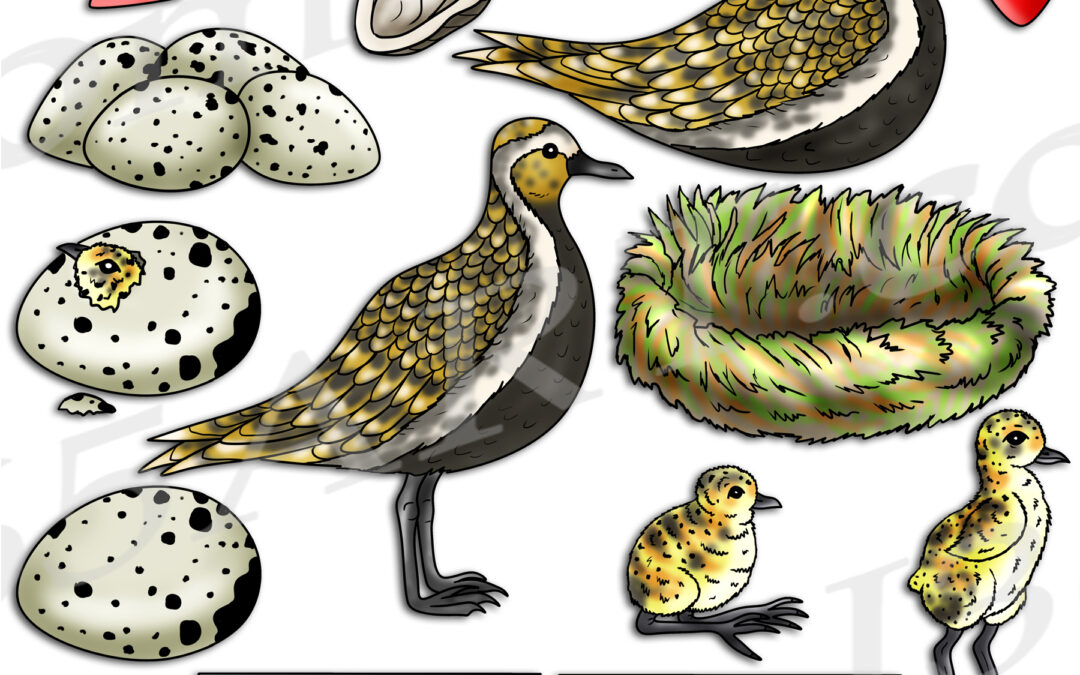 Golden Plover Life Cycle Clipart Download