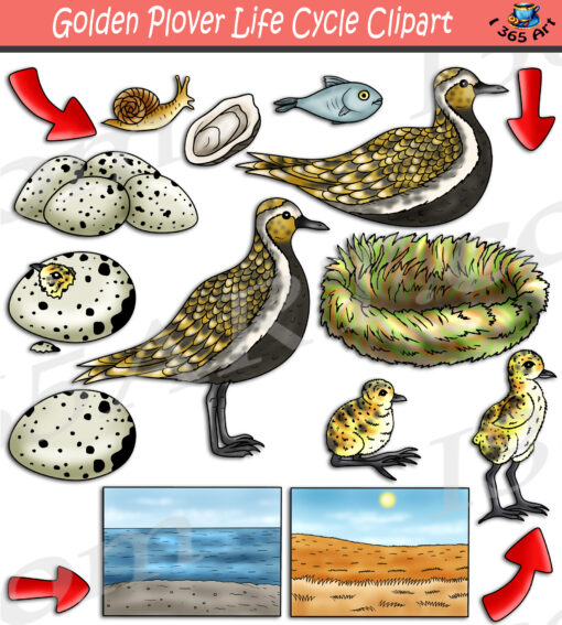 Golden Plover Life Cycle Clipart