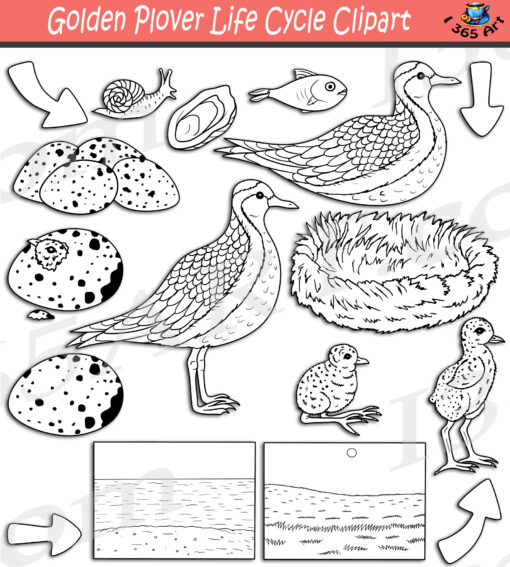 Golden Plover Life Cycle Clipart