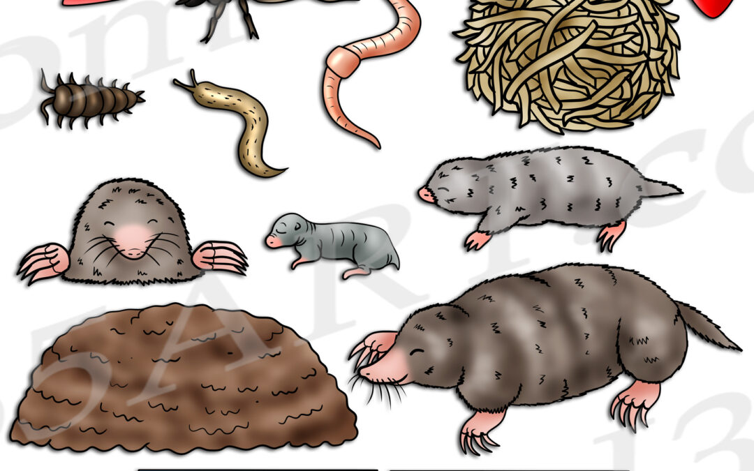 Mole Life Cycle Clipart Set Download