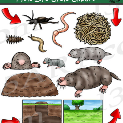 Mole Life Cycle Clipart