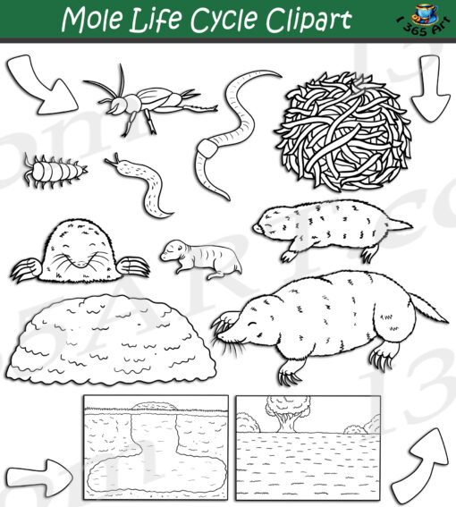 Mole Life Cycle Clipart