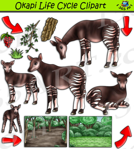 Okapi Life Cycle Clipart