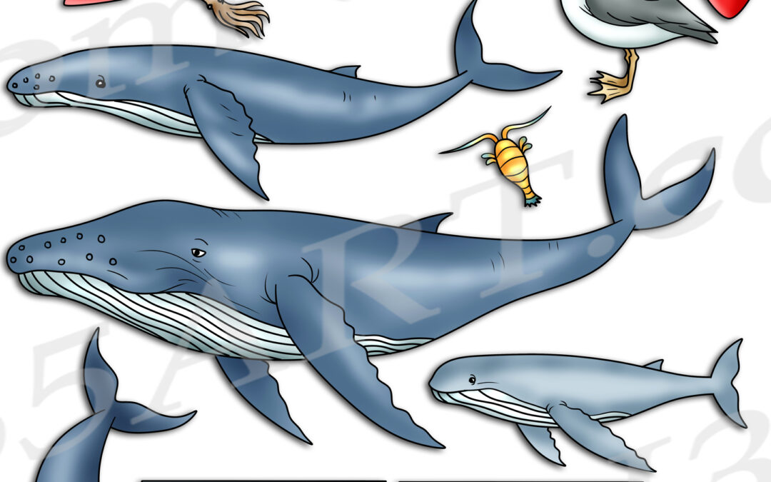 Blue Whale Life Cycle Clipart Set Download