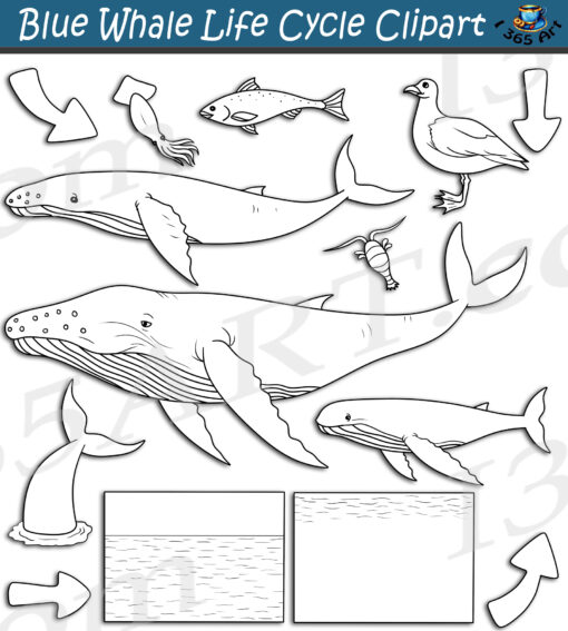 Blue Whale Life Cycle Clipart