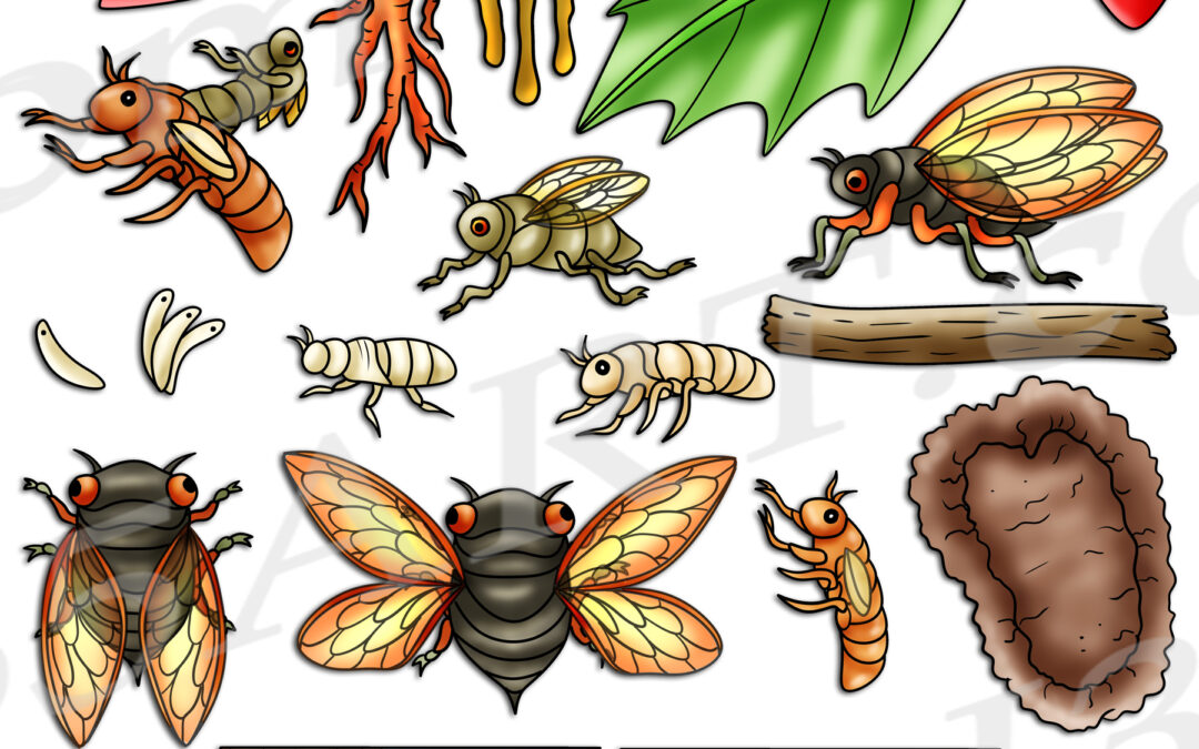 Cicada Life Cycle Clipart Set Download