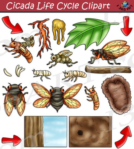 Cicada Life Cycle Clipart
