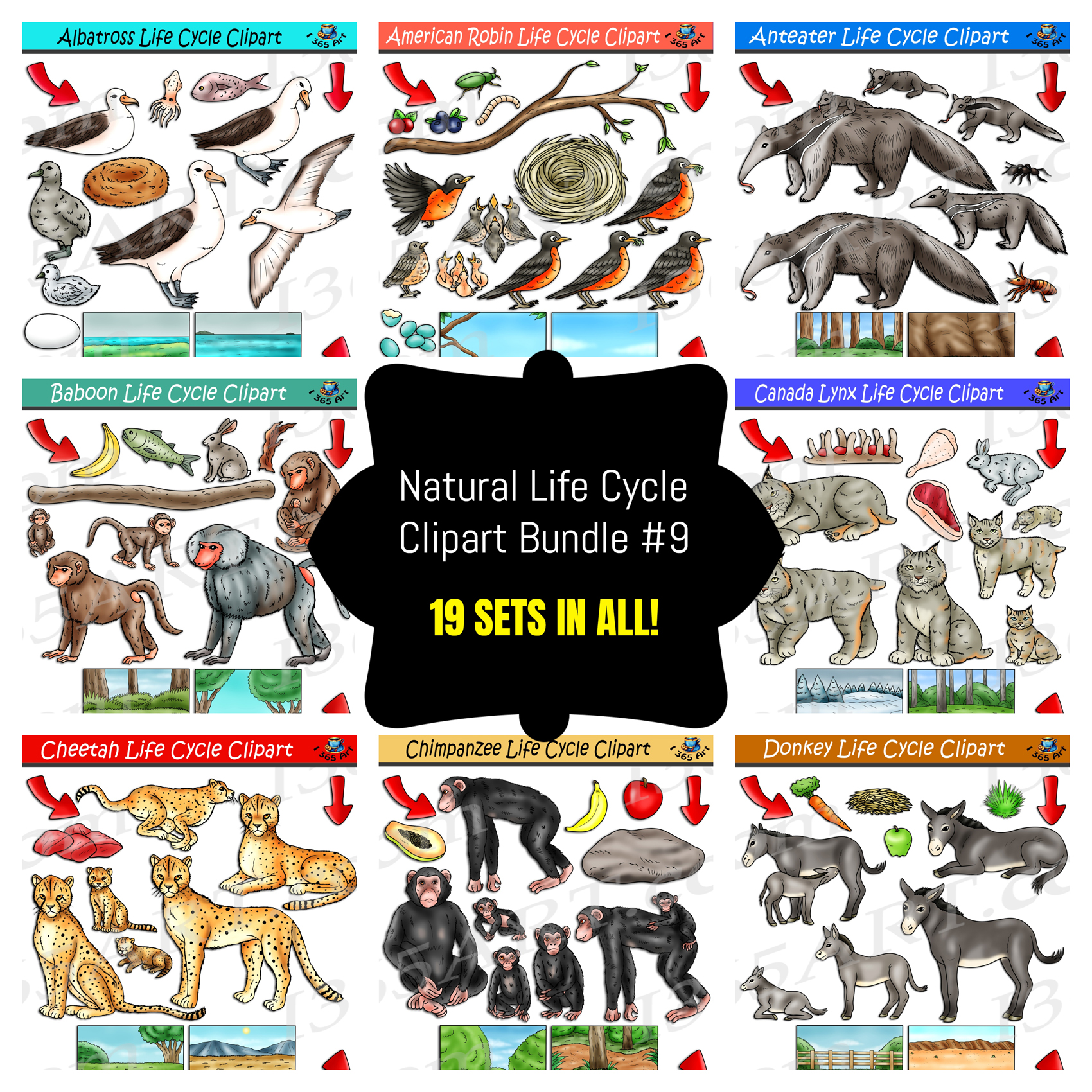 Pika Life Cycle Clipart Set Download - Clipart 4 School