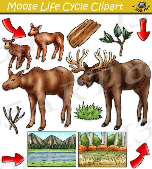 Moose Life Cycle Clipart